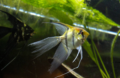 美丽的鱼在水族馆