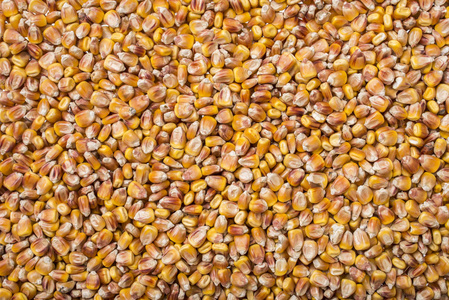 玉米籽粒特写