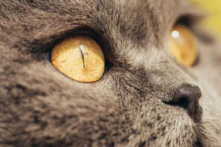 灰色苏格兰折叠猫与黄色眼睛的关闭