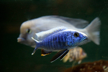 美丽的鱼在水族馆