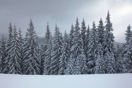 冬天山林。冷杉的枝条被雪覆盖着