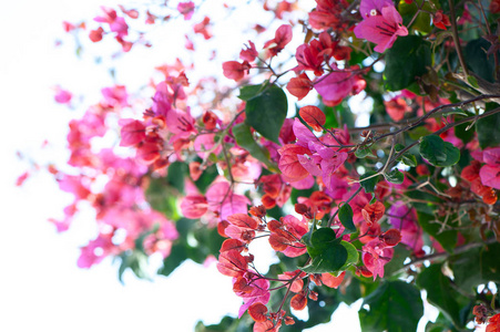 叶子花, 红色, 纹理, 背景