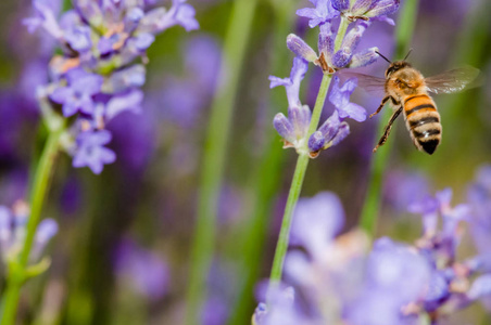 蜂蜜蜂前往了薰衣草的花香和采集花粉关闭了授粉