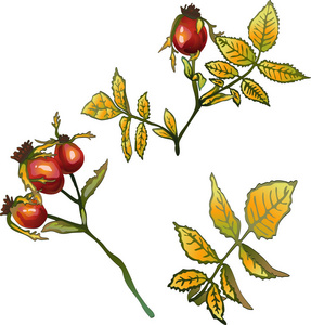 矢量秋黄玫瑰髋关节植物。植物植物园花叶。独立的插图元素。背景纹理包装图案框架或边框的矢量叶