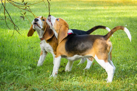 狗饲养猎犬躺在公园的绿色草地上