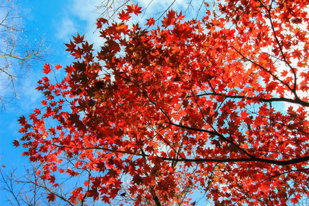 生动的树木，树叶在秋天期间在日本