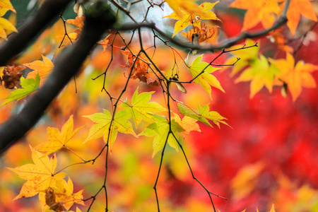 生动的树木，树叶在秋天期间在日本