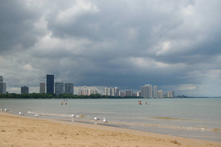 蒙特罗斯海滩上的海鸥与芝加哥城的背景