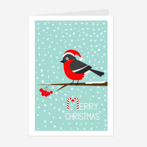 红腹灰雀冬季鸟类