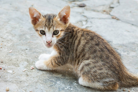 小猫坐在城镇之一。泰国