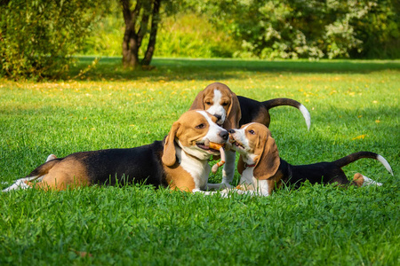 狗饲养猎犬躺在公园的绿色草地上