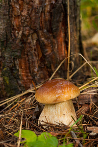 森林可食用蘑菇牛肝菌