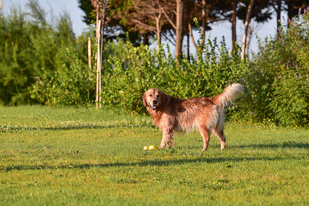 金色猎犬在草地上玩耍