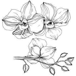 矢量热带兰花花。花卉植物花。独立的插图元素。背景纹理包装图案框架或边框的矢量野花