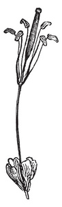 它是一种直立的分支植物。其稀疏叶分别由35 张椭圆形的小叶复古线画或雕刻插图组成。