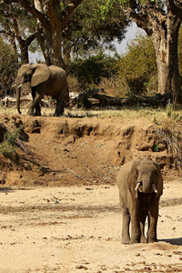 在美丽的自然栖息地的大象图片