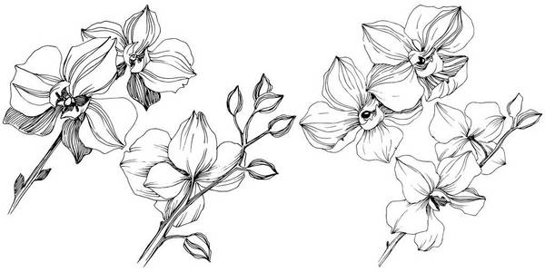 矢量热带兰花花。花卉植物花。独立的插图元素。背景纹理包装图案框架或边框的矢量野花