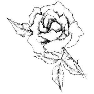 玫瑰花的矢量风格。独立的插图元素。植物的全名 罗斯。背景纹理包装图案框架或边框的矢量花