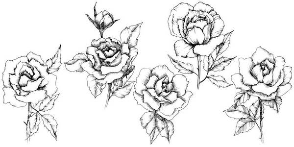 玫瑰花的矢量风格。独立的插图元素。植物的全名 罗斯。背景纹理包装图案框架或边框的矢量花
