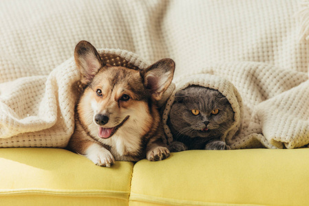 沙发上躺在毯子下的滑稽宠物