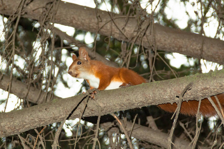 一只美丽的松鼠坐在树枝上