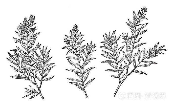 图片显示 yewleaf 的分支也称为柳香榧, 原产于墨西哥