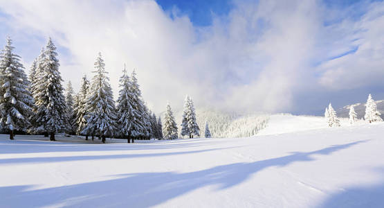 在寒冷的冬日里, 在宽阔的草坪上, 有许多冷杉树站在雪下。美丽的冬天背景