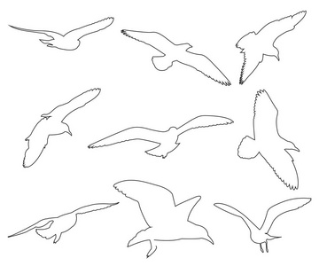 在白色背景上的海鸥矢量路径设置