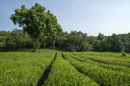 秋天阳光下的绿茶种植园