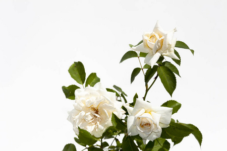 在白色背景上的蔷薇