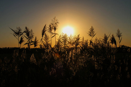 高草背景下美丽的金色夕阳