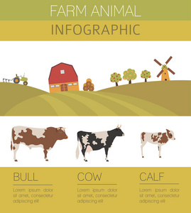 养牛业的信息图表模板。牛 公牛 小牛家庭。Fla