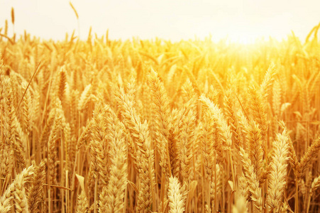 小麦特写。麦田在太阳上。收获和食品的概念
