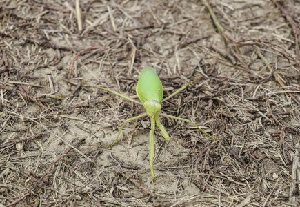 地面上的螳螂。螳螂着相机的镜头。螳螂捕食性昆虫资源