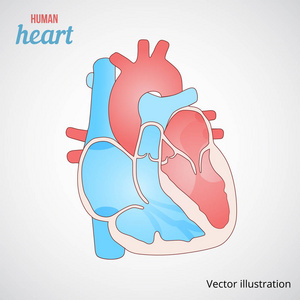人类的心脏图标。平面图形。矢量图