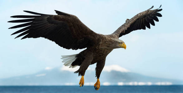 成年白尾鹰在蓝天飞行。科学名称 白马鱼, 又名海牛海鹰灰鹰欧亚海鹰和白尾海鹰