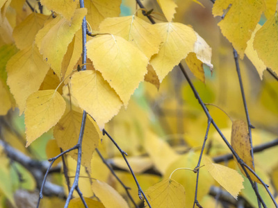 秋天摄影素描与黄叶全屏