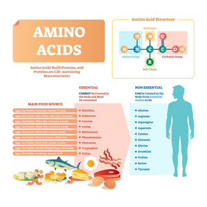 人体必需的氨基酸氨基酸向量例证。列表与食物和必需的酸照片