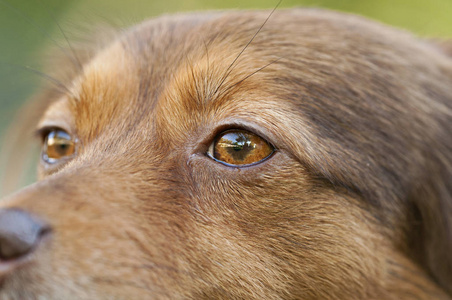 一只棕色的狗的肖像