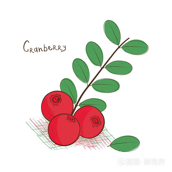 蔓越莓.素描.在白色背景上绘图