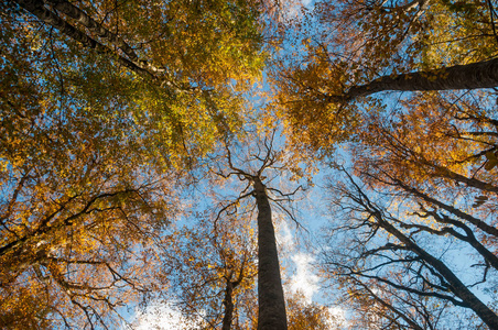 秋天的森林, 背景是蓝天
