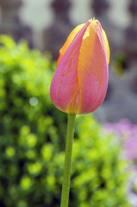 一个常见的美丽的春天粉红色橙色郁金香在花园里绽放