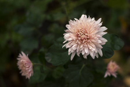 一个美丽的淡粉色菊花绽放在花园里, 文本的地方, 背景