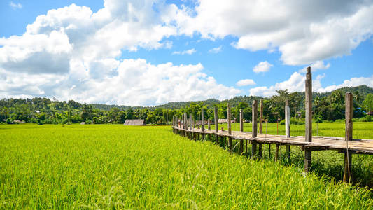 在绿色的稻田木桥。Mae Hongson 泰国