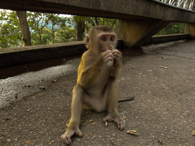 年轻的猕猴，坐在石头上玩的东西在他的手
