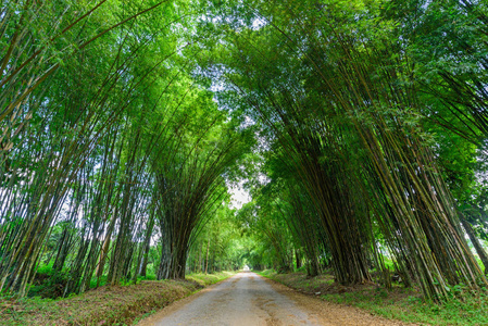 当地公路上的新鲜竹树隧道