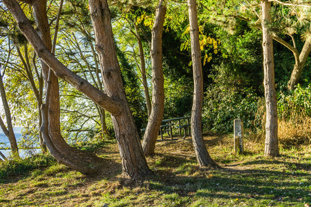 在华盛顿得梅因的一个瞭望台生长着一组弯曲的树木