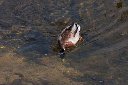 五颜六色的鸭子在清澈的河水中游动
