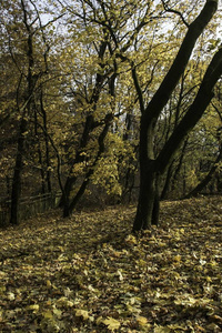 五颜六色的树叶在树上在秋天在风景