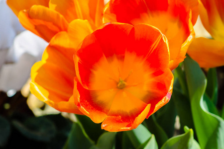 红色和橙色郁金香在春天开花
